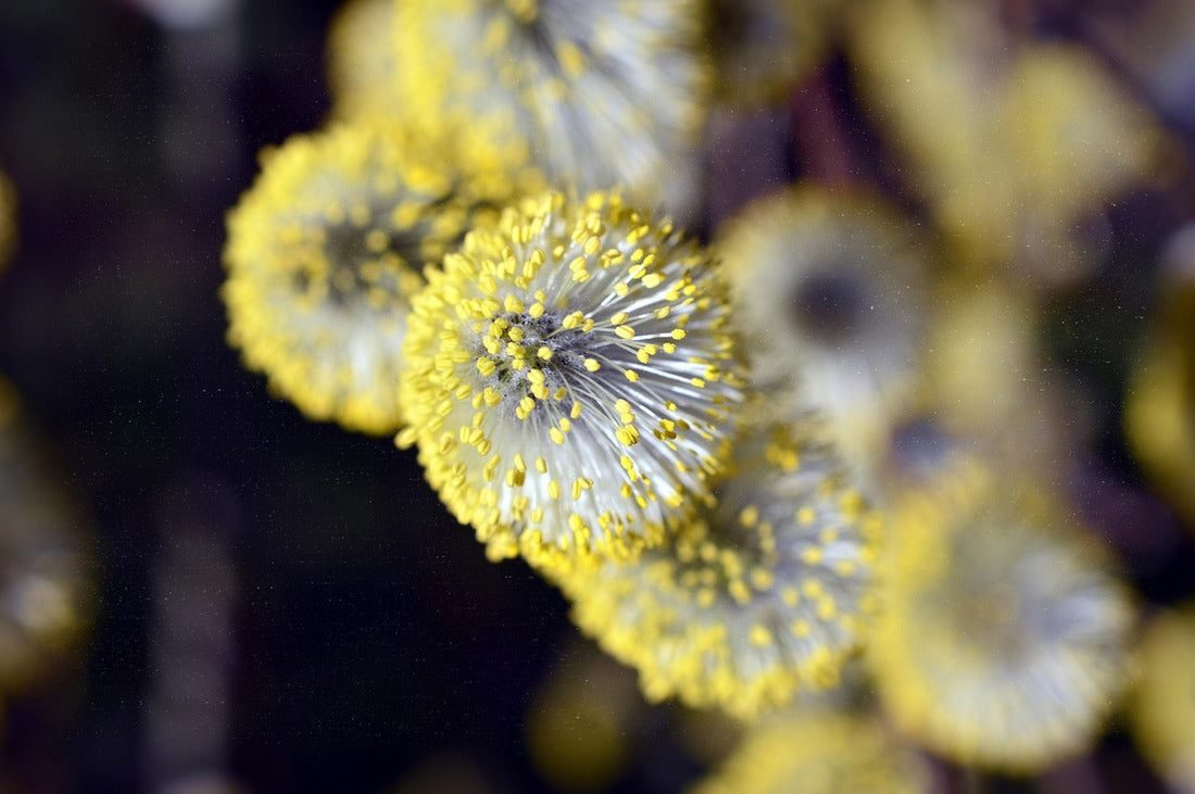 Pollenallergien und Heuschnupfen natürlich lindern – Mit Giatopa von Khiao
